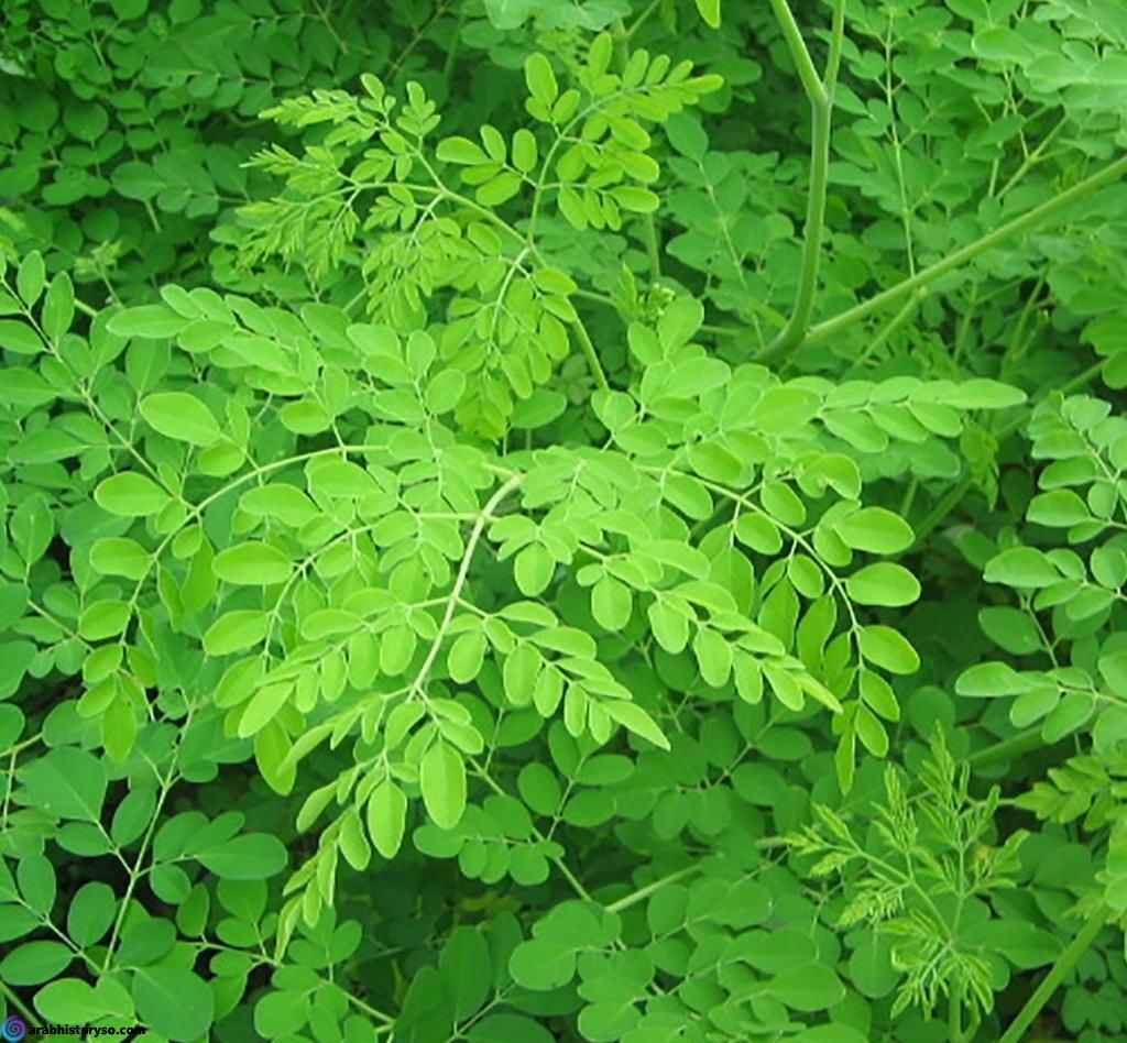 تجربتي مع المورينجا للشعر وكيفية استخدامها للتخسيس وعلاج السكر