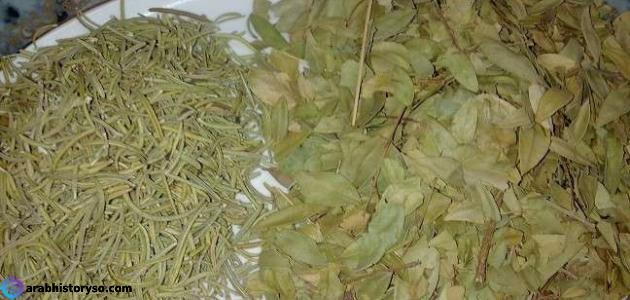 تجربتي مع تونك السدر للشعر وتعرف على الطريقة الصحيحة للإستخدام