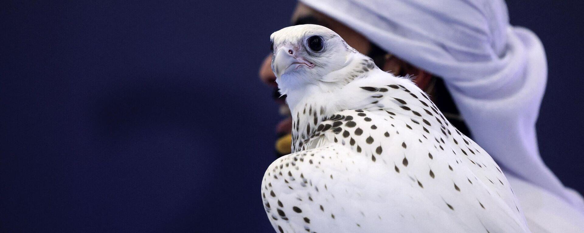 اسماء صقور