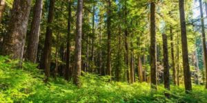 حلل ما المنطقه الحيويه التي تتوقعها لمنطقه معدل الهطول فيها 200cm سنويا اذا كان معدل درجه الحرارة السنويه هو 10c