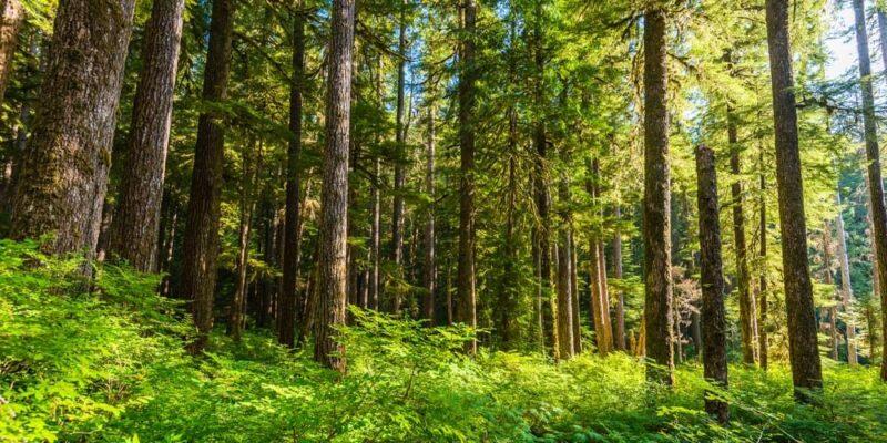 حلل ما المنطقه الحيويه التي تتوقعها لمنطقه معدل الهطول فيها 200cm سنويا اذا كان معدل درجه الحرارة السنويه هو 10c